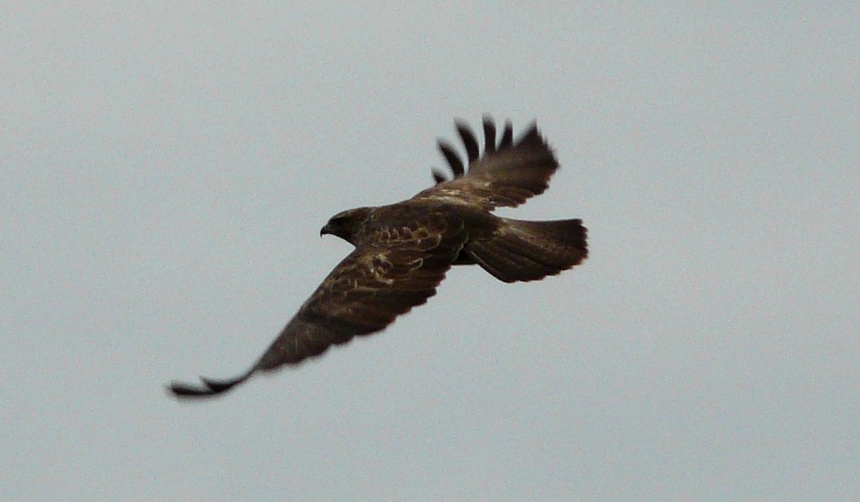 Bussard über dem Neckar