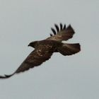 Bussard über dem Neckar