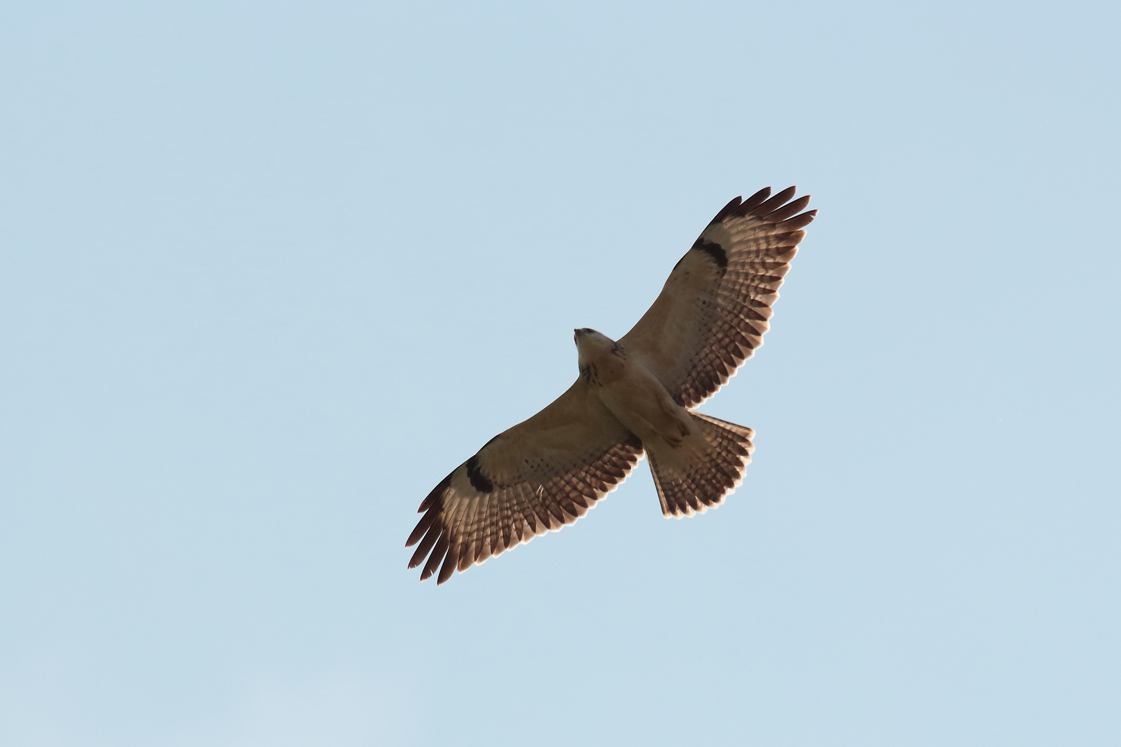 Bussard über Kopf