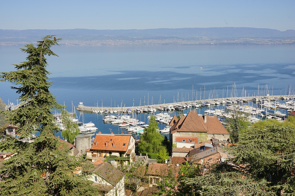 Bussard über Thonon