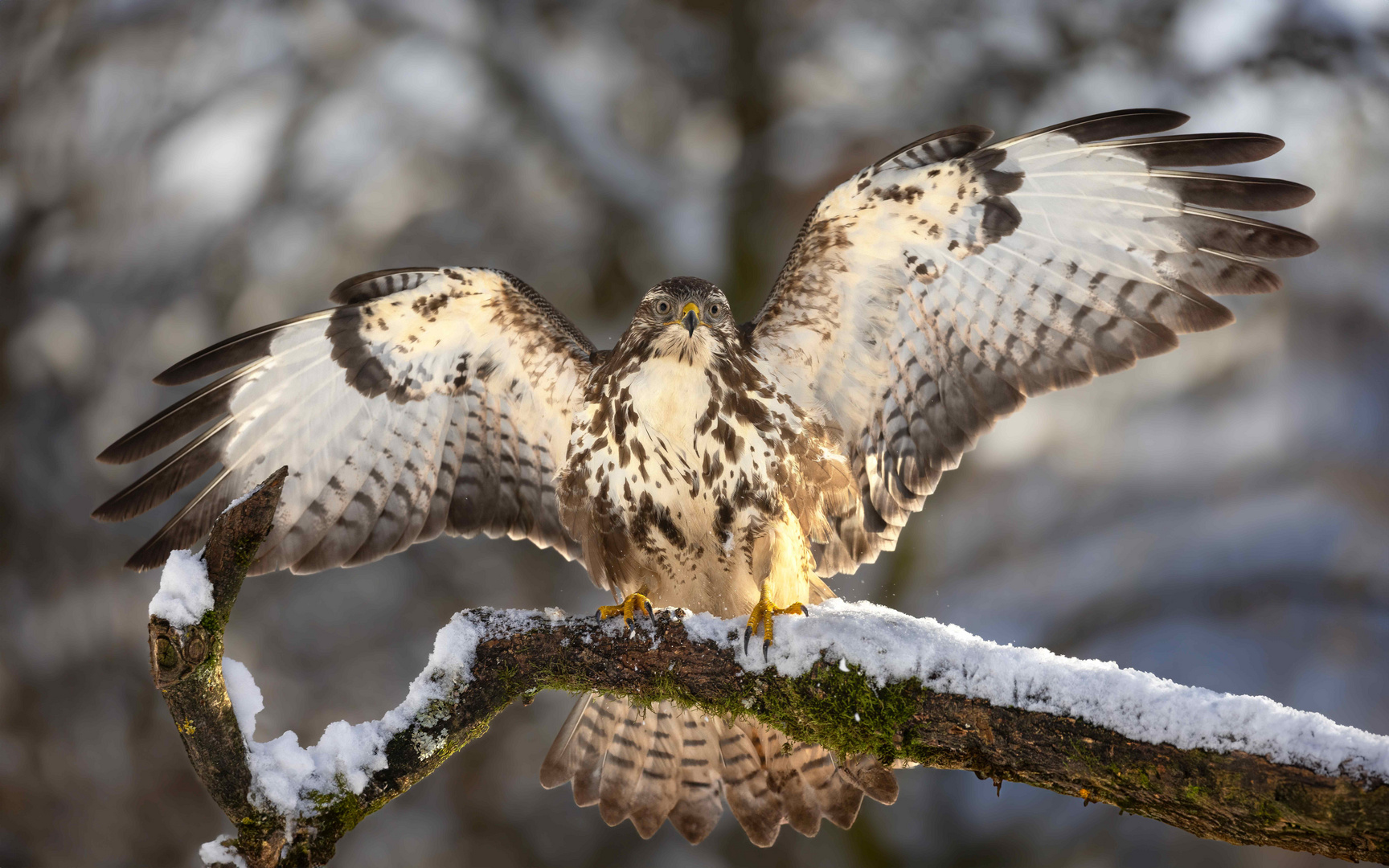 Bussard überarbeitet