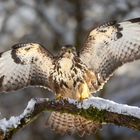 Bussard überarbeitet