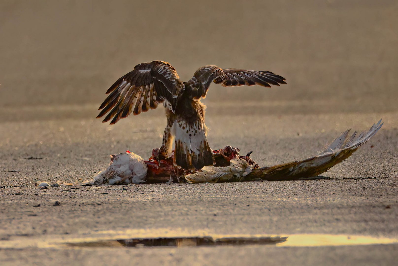 Bussard und Beute