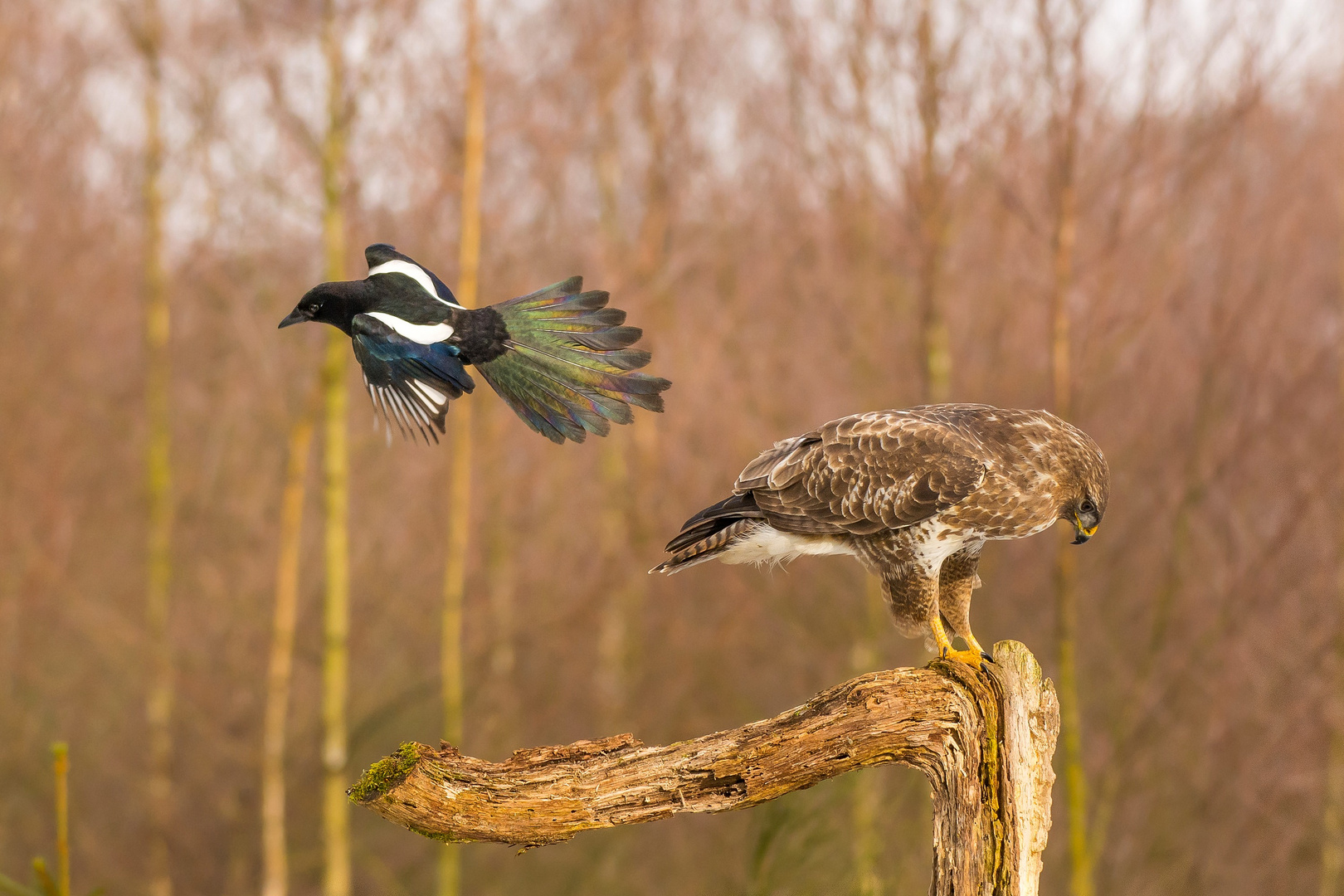 Bussard und Elster