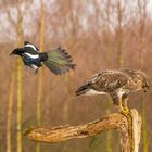 Bussard und Elster