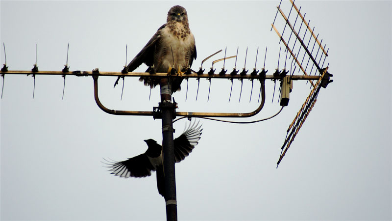 Bussard und Elster