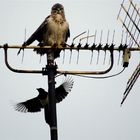 Bussard und Elster