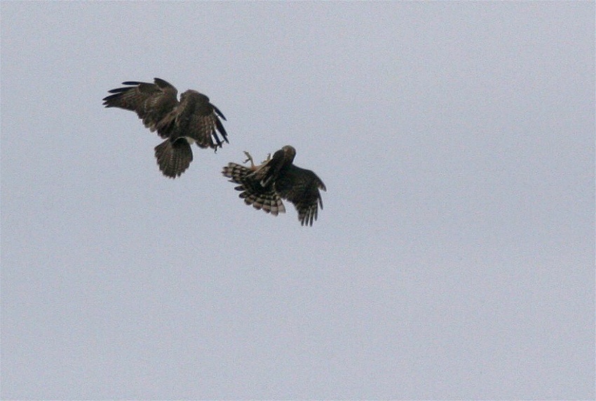 Bussard und Habicht...