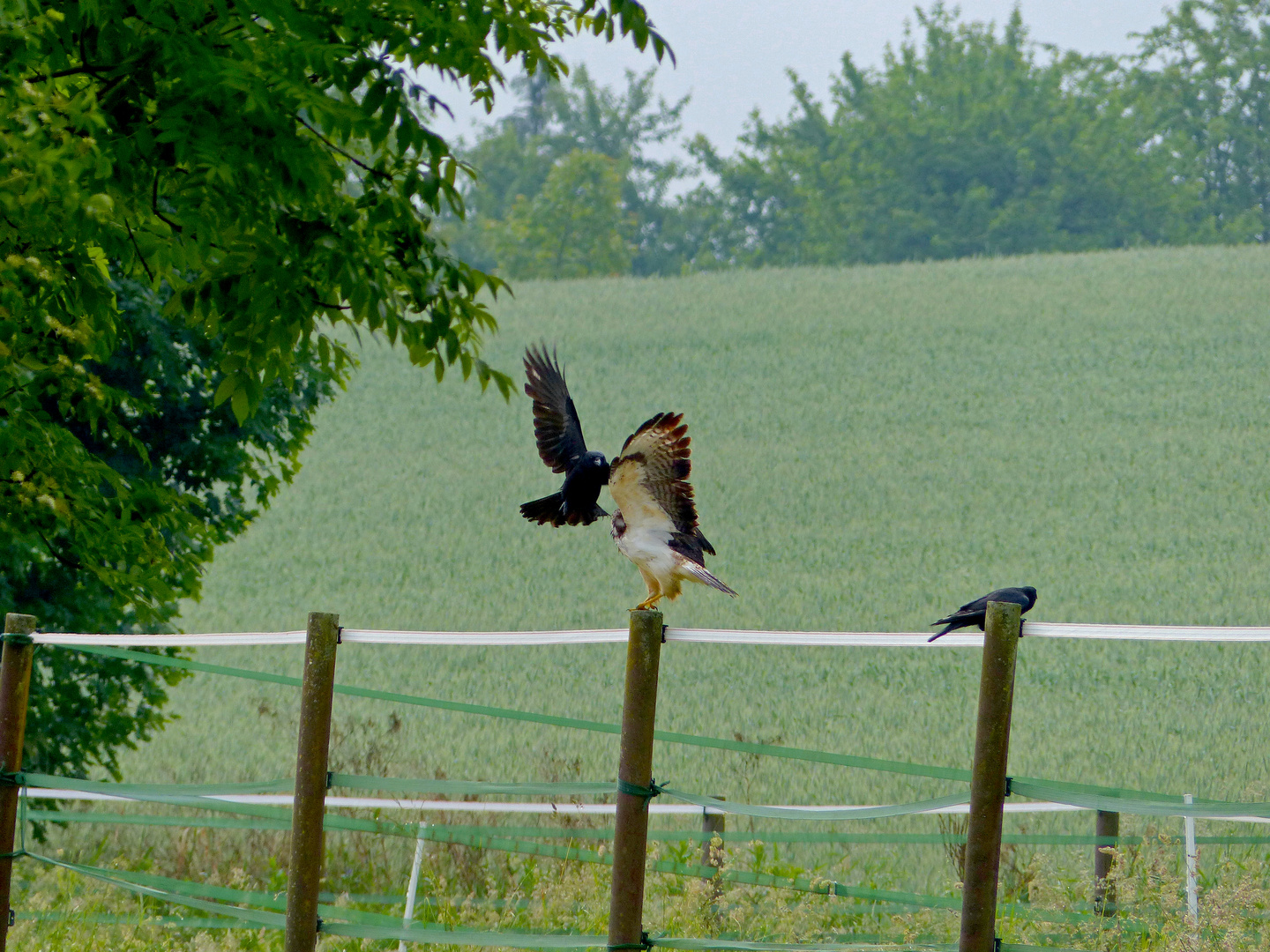 Bussard und Krähe