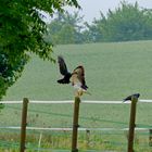 Bussard und Krähe