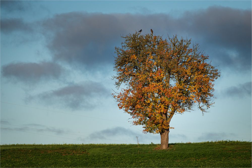 Bussard und Krähe