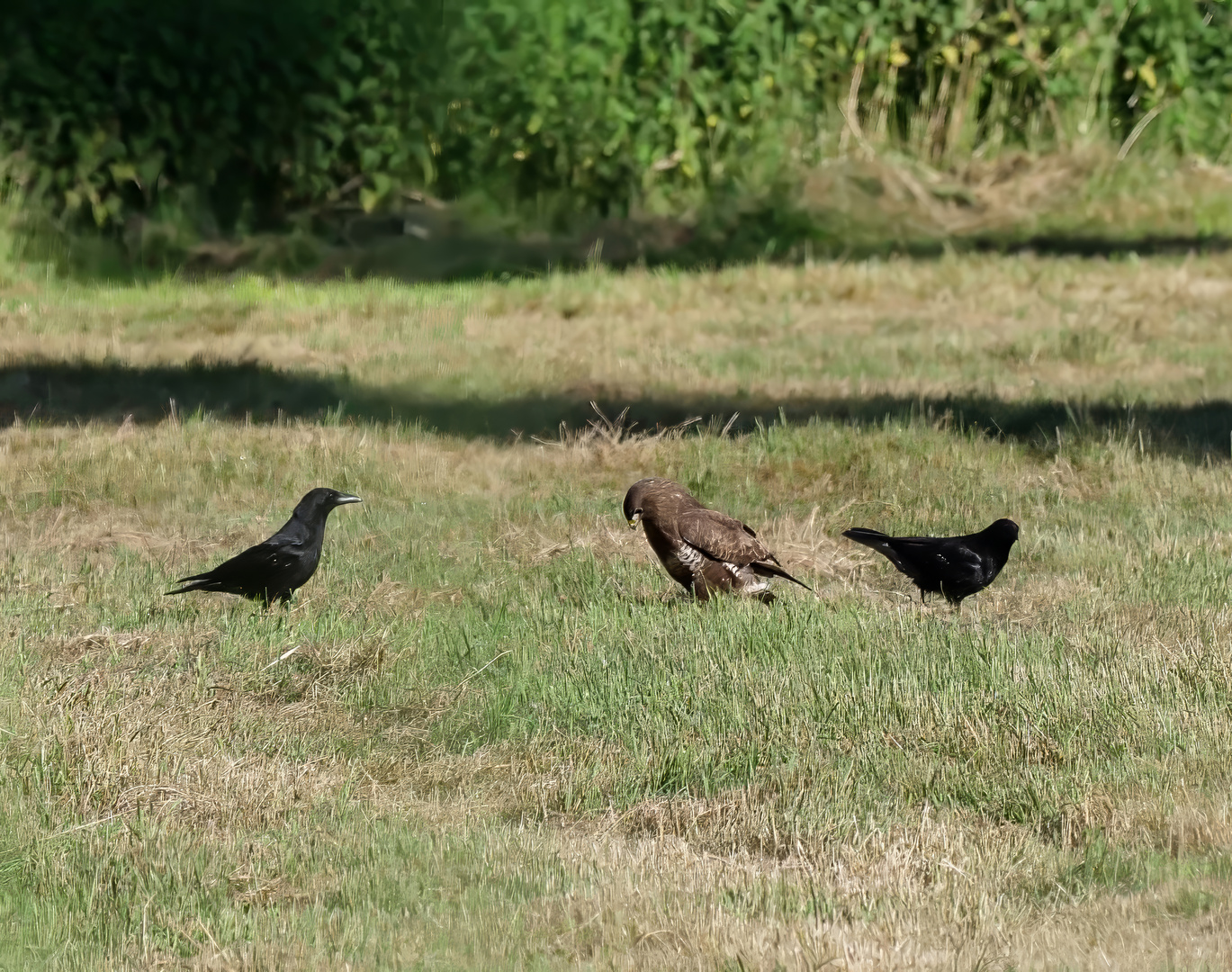 Bussard und Krähen 4