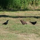 Bussard und Krähen 4