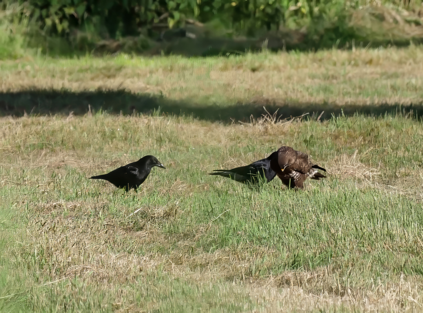 Bussard und Krähen