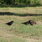 Bussard und Krähen