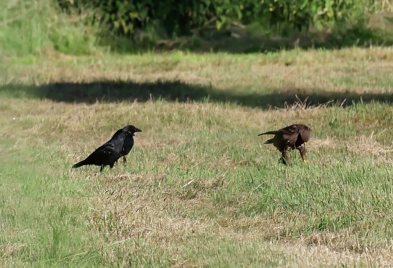 Bussard und Krähen