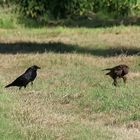 Bussard und Krähen