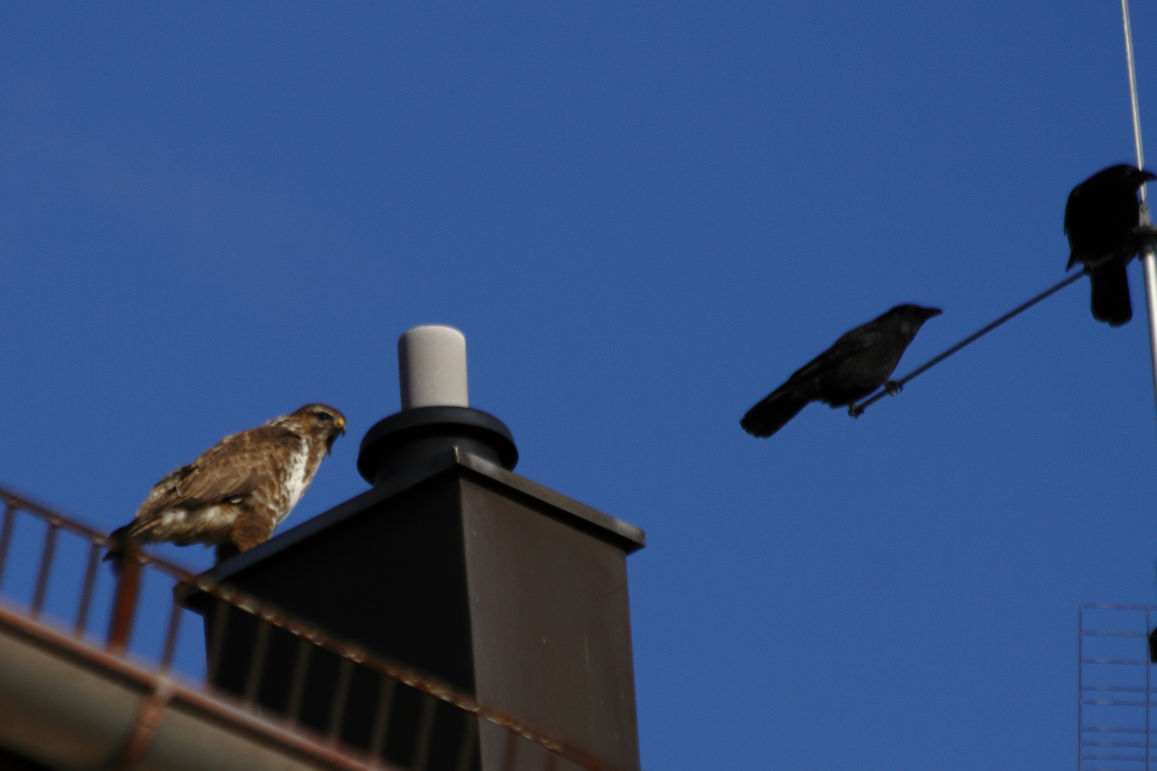 Bussard und Krahen