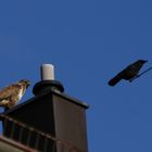 Bussard und Krahen