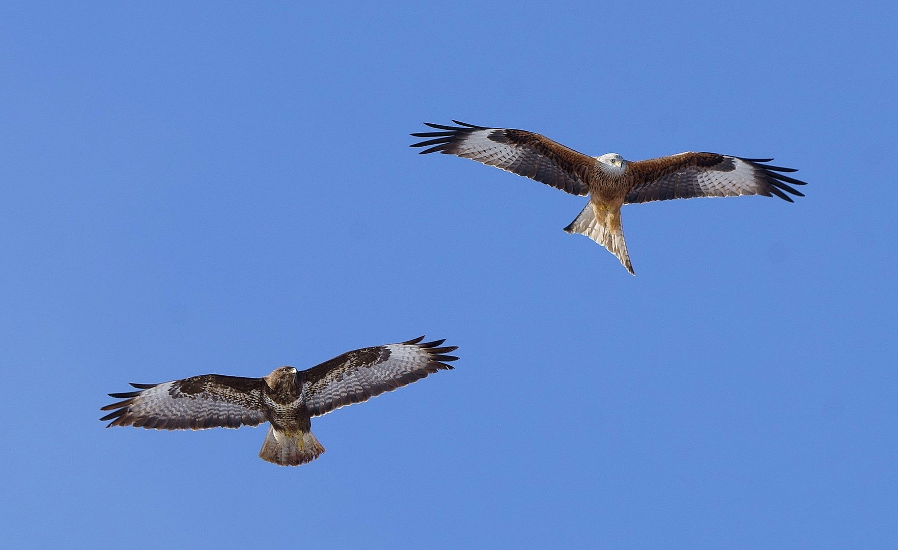 Bussard und Milan