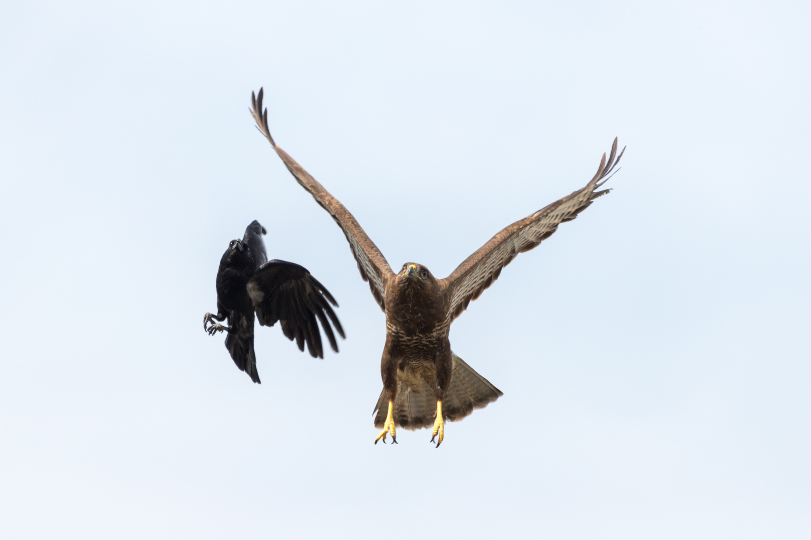 Bussard und Rabe - die ewigen Widersacher