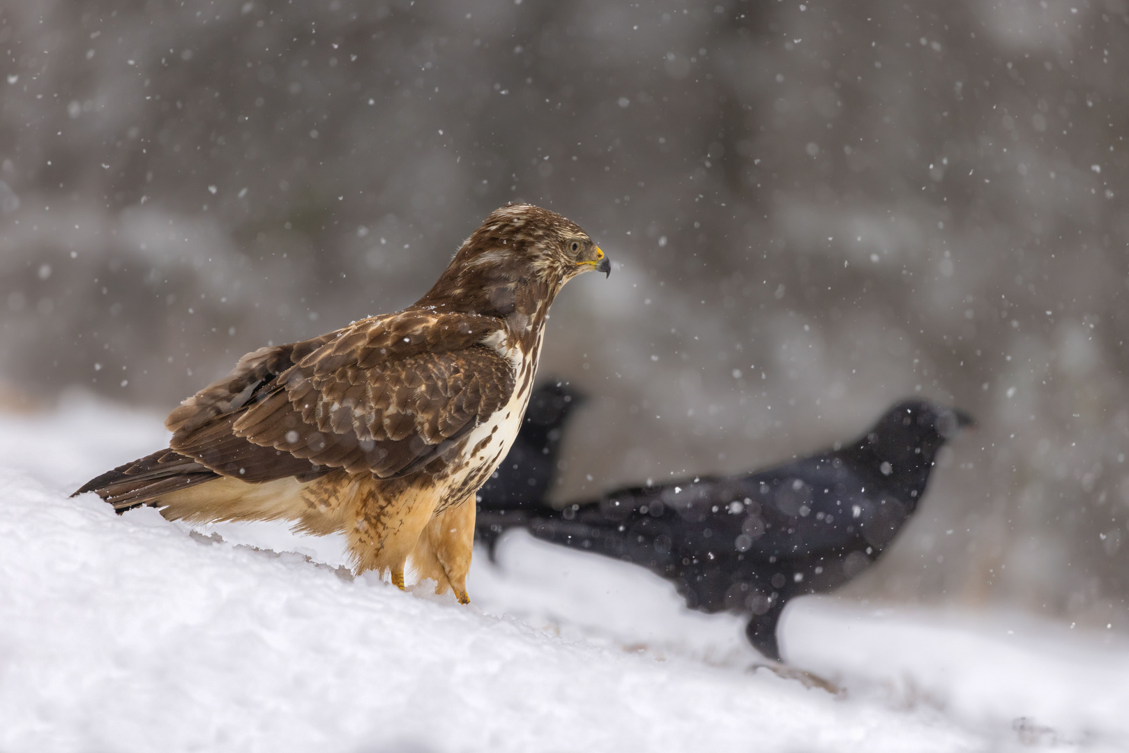 Bussard und Raben