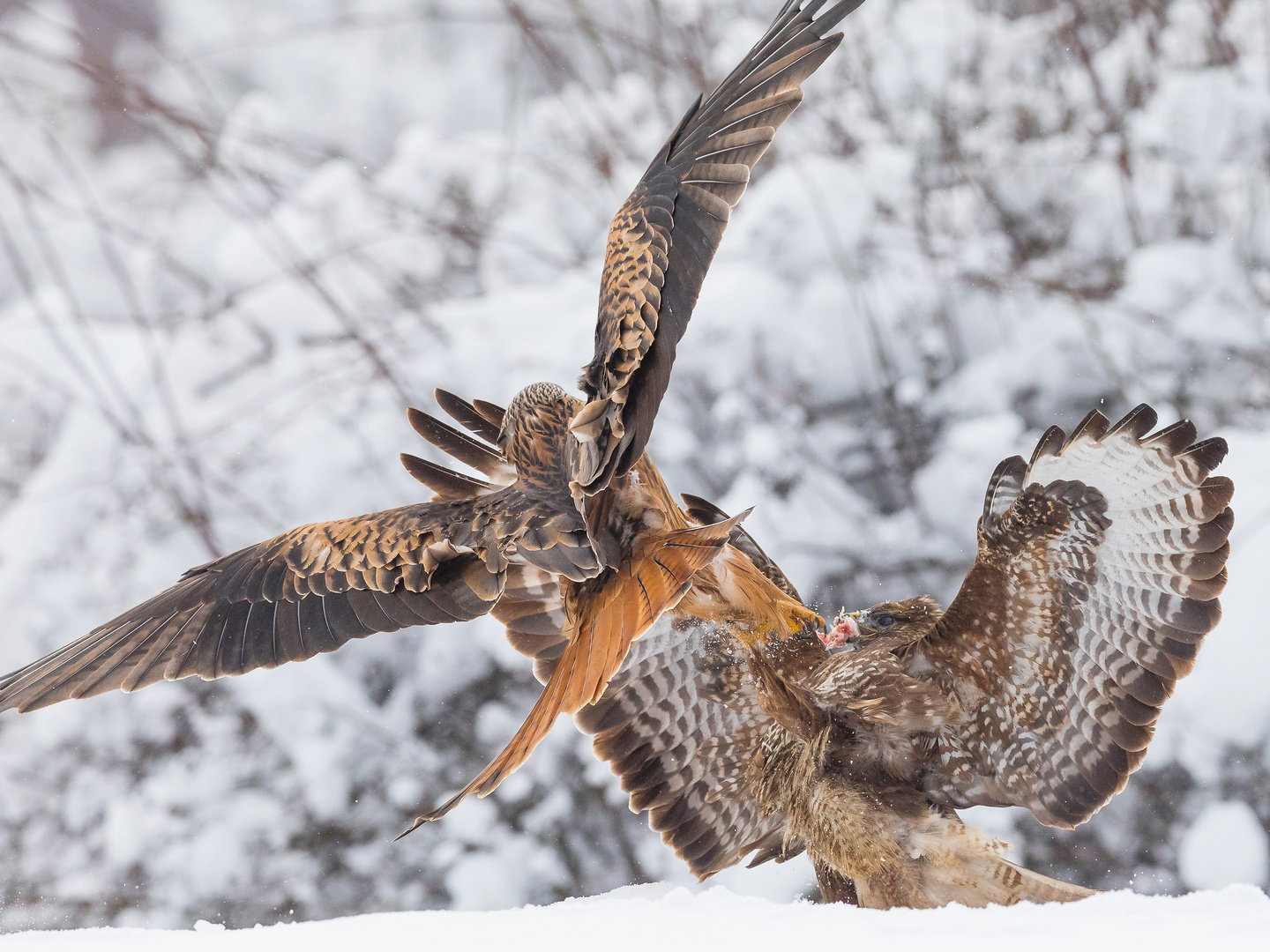 Bussard und Rotmilan