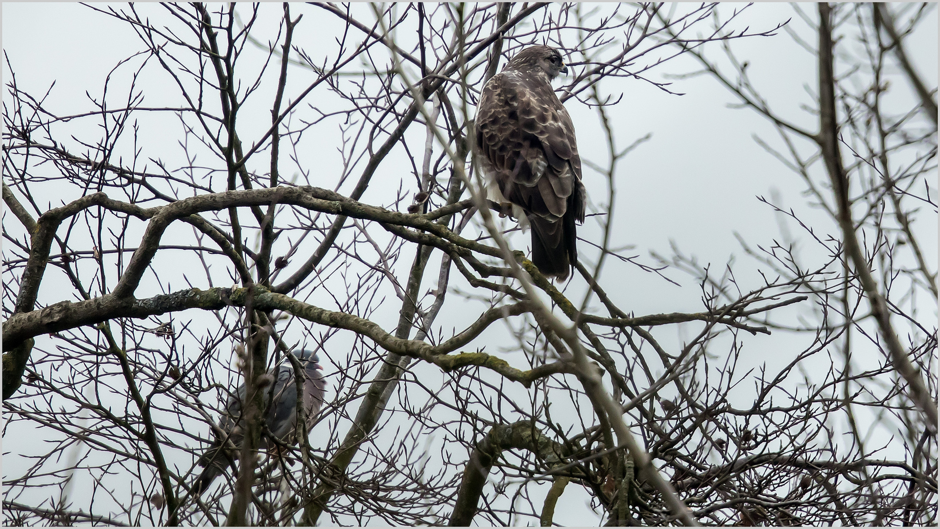 Bussard und Taube im Geäst