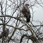 Bussard und Taube im Geäst