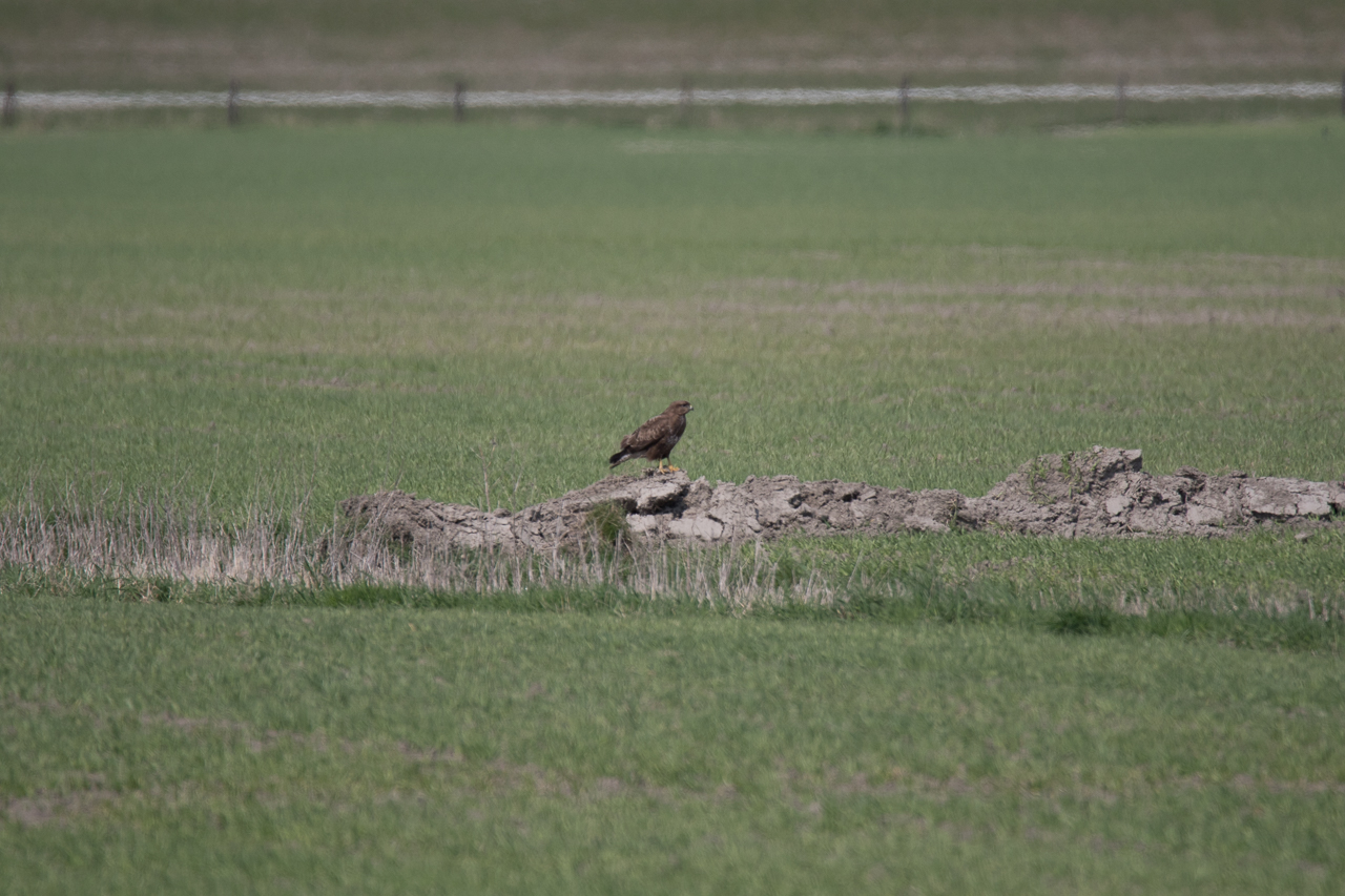 Bussard - unscharf an Kombi 7DMarkII+Tamron150-600