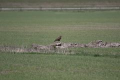 Bussard - unscharf an Kombi 7DMarkII+Tamron150-600