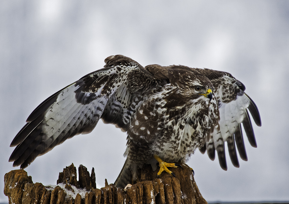 Bussard V  Abflug ins Jahr 2011