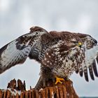 Bussard V  Abflug ins Jahr 2011