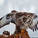 Bussard V  Abflug ins Jahr 2011