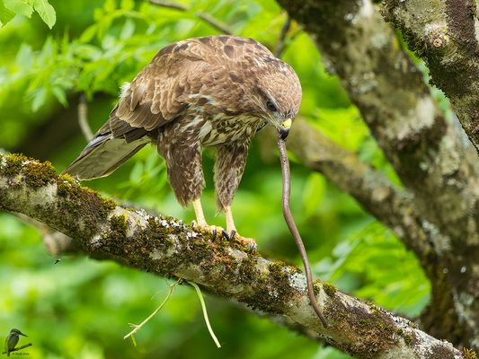 Bussard verspeist eine Schlange bzw. Blindschleiche