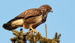 Bussard von heute