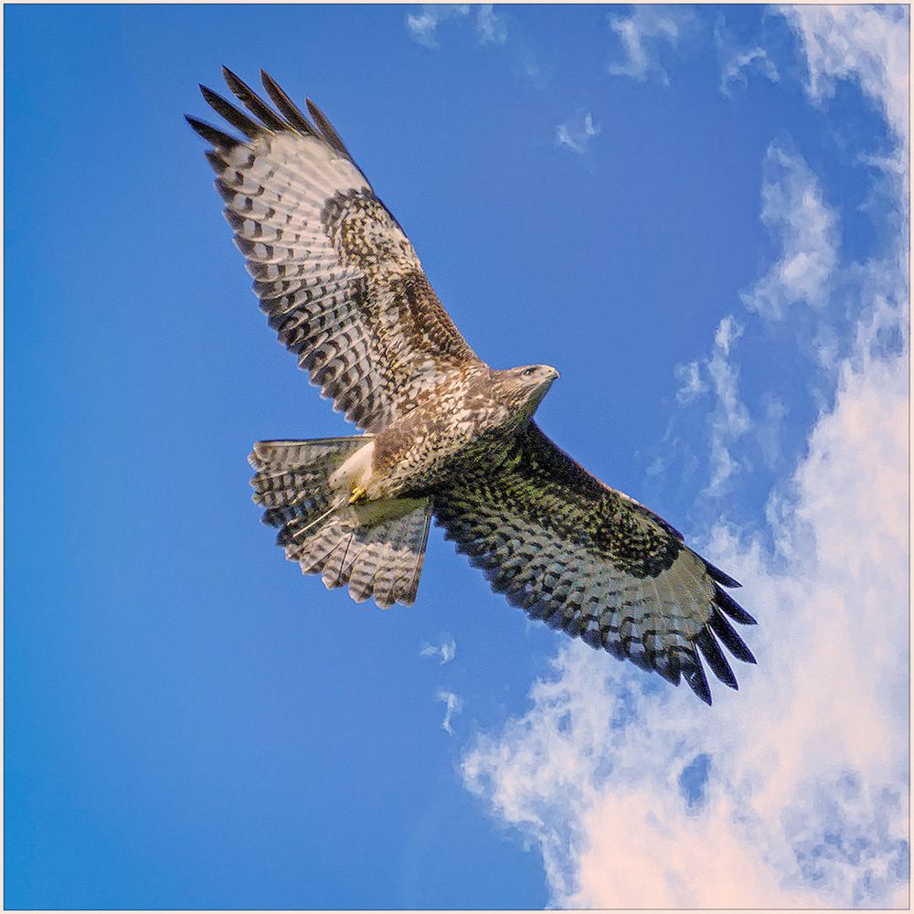 Bussard vor bayrischem Himmelblauweiß