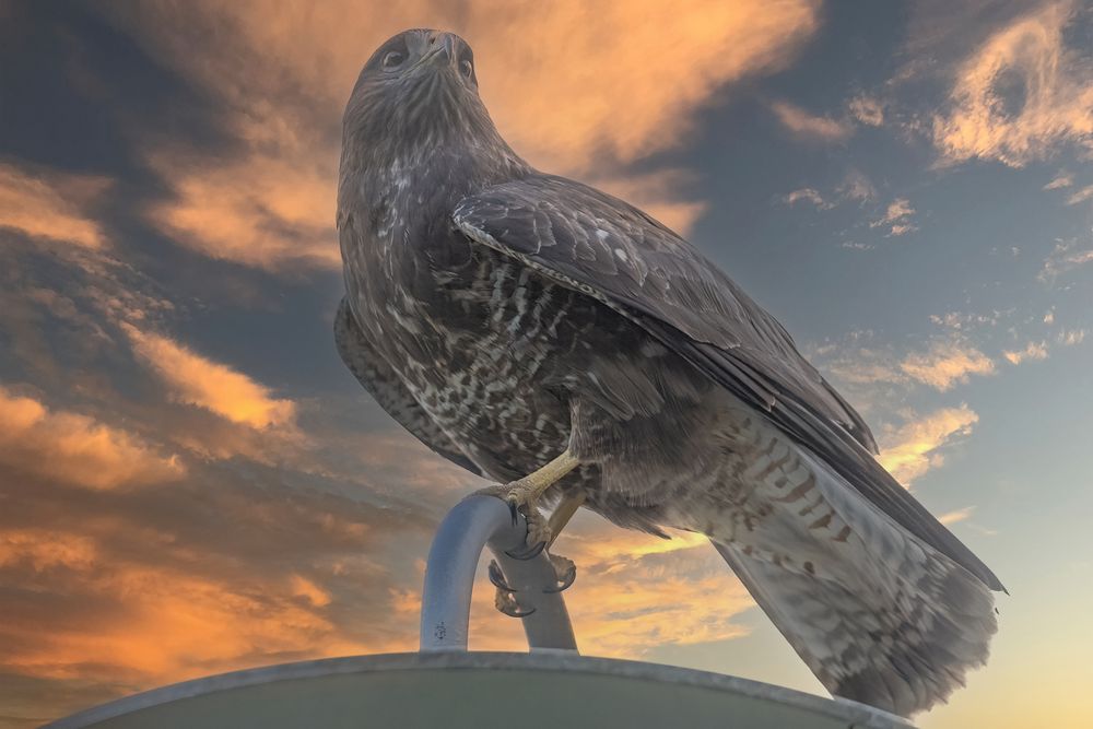 Bussard vor dem Abend Himmel (Buteo buteo)