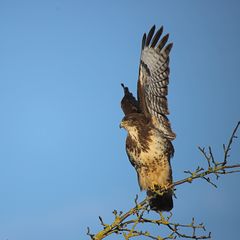 Bussard vor dem Abflug