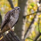 Bussard vor herbstlicher Kulisse