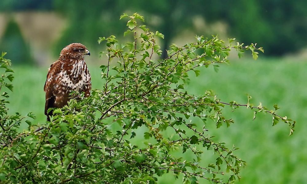 "Bussard vor'm Frühstück" - sag ich nicht nein und Du?