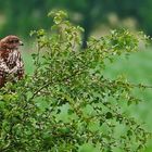 "Bussard vor'm Frühstück" - sag ich nicht nein und Du?