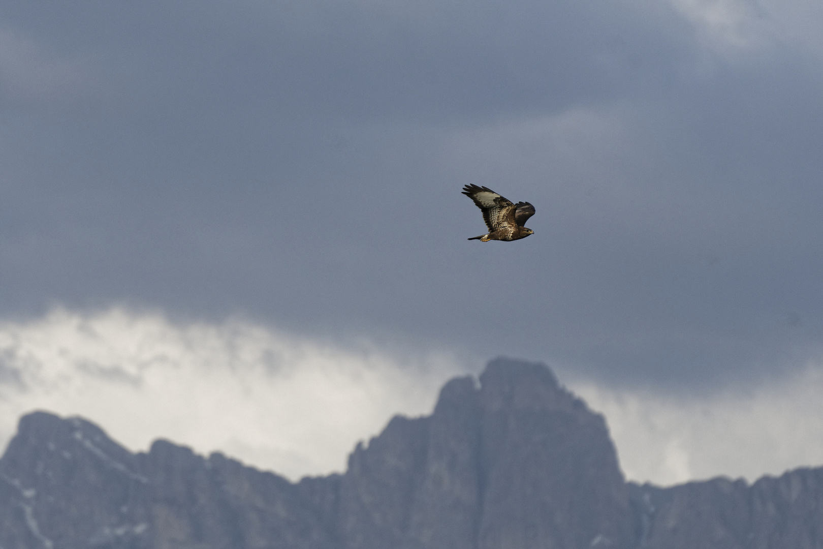 Bussard vor'm Rosengarten