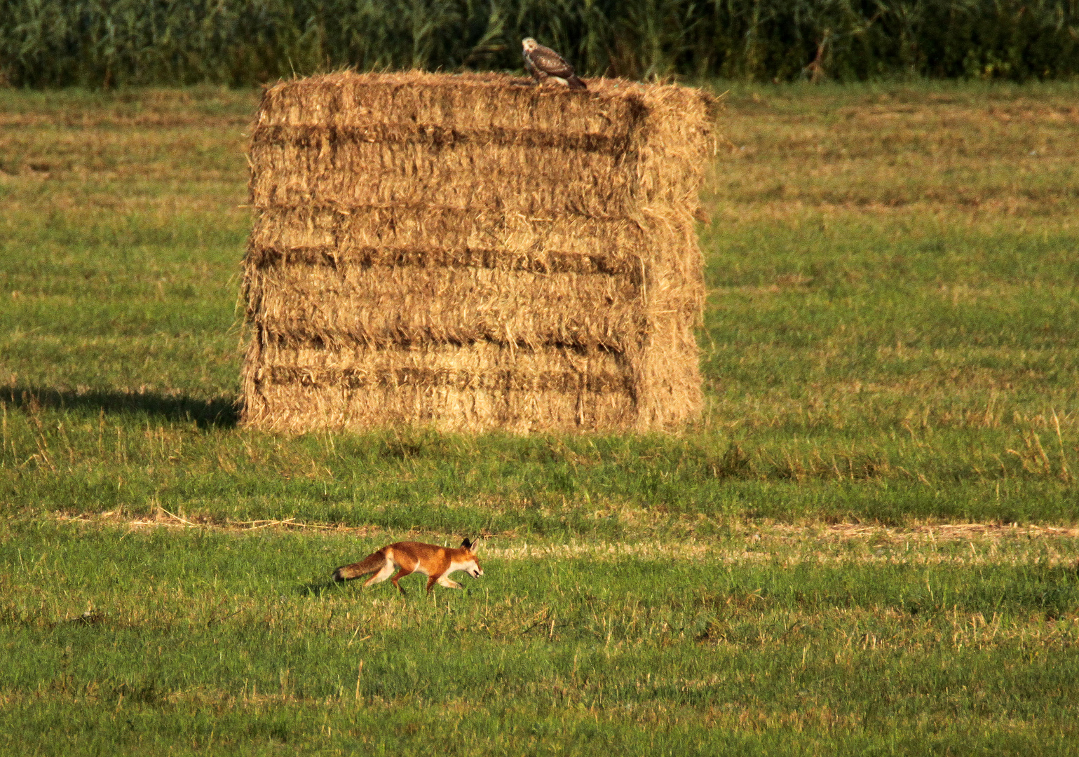 Bussard vs. Fuchs