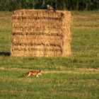 Bussard vs. Fuchs