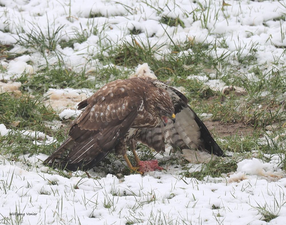 Bussard während der Fütterung