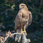 Bussard Weibchen macht eine Pause