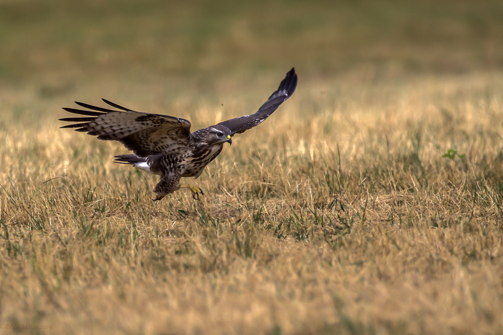 Bussard--Wiese-Jagd