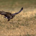 Bussard--Wiese-Jagd