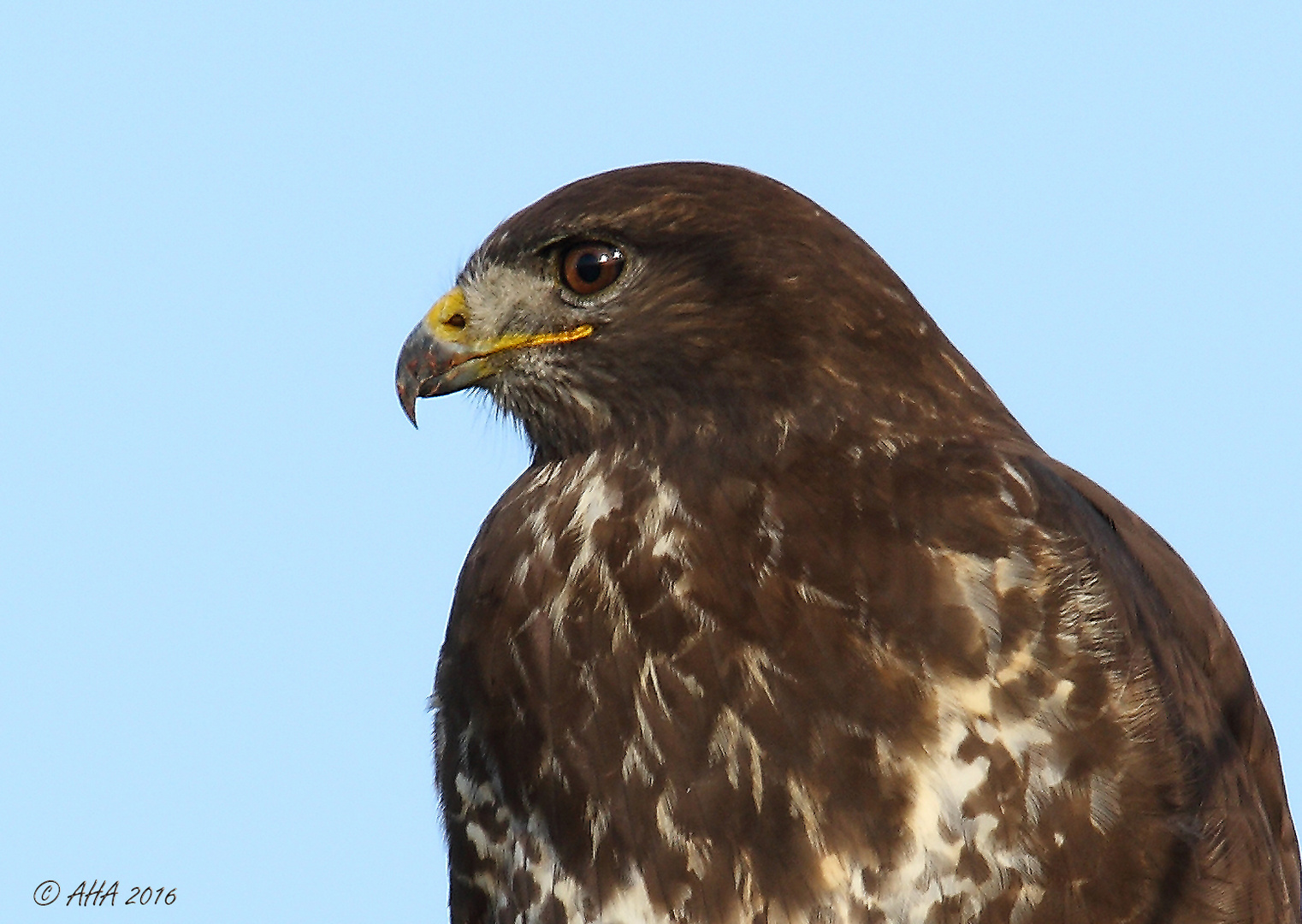 Bussard wildlife